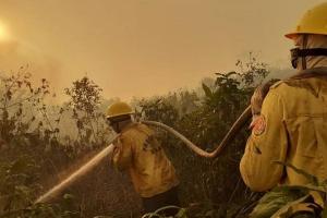 Como o desmonte de órgãos ambientais tem relação direta com o fogo nas florestas