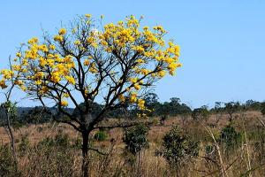 Dia do Cerrado: sob gestão de Bolsonaro, desmatamento no bioma avança