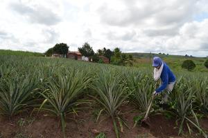 Em Itambé (PE), agricultores temem despejo em terras onde moram e produzem há três gerações