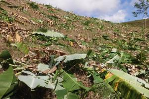 Empresa acusada de destruir 10 mil pés de banana de agricultor no município de Jaqueira/PE Empresa acusada de destruir 10 mil pés de banana de agricultor no município de Jaqueira/PE